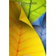 Фотофон цветные листья для фотосъемки сюжетный Flatlay
