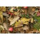  Фотофон осенний лес для фотосъемки в Инстаграм fonmaker 2 0002
