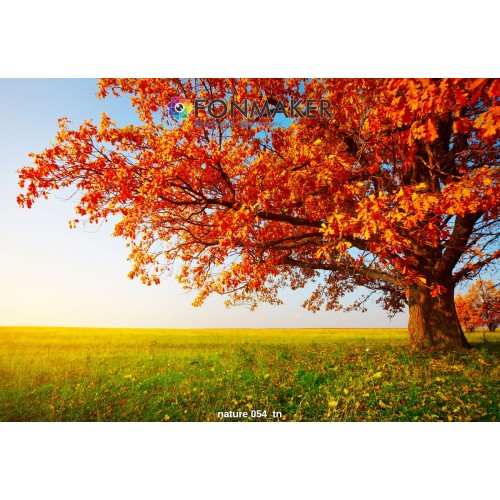 Фотофон Канадский Дуб для фотосъемки FONMAKER