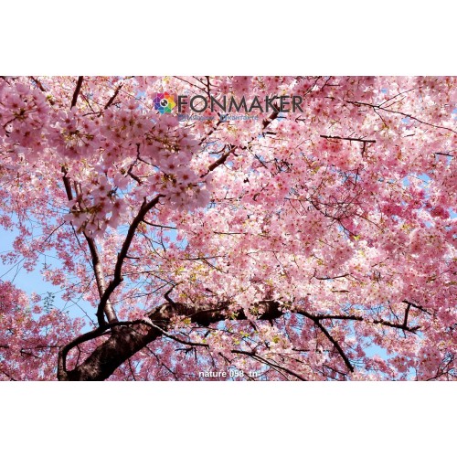 Фотофон Сакура Любви для фотосъемки FONMAKER