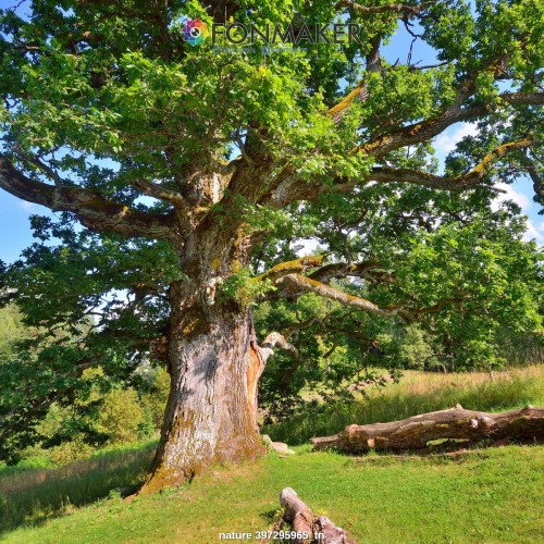 Фотофон Могучий Дуб для фотосъемки FONMAKER