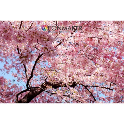 Фотофон Сакура для фотосъемки FONMAKER