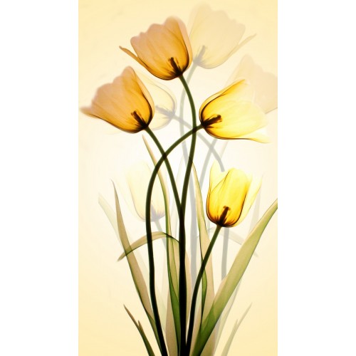 Янтарные тюльпаны