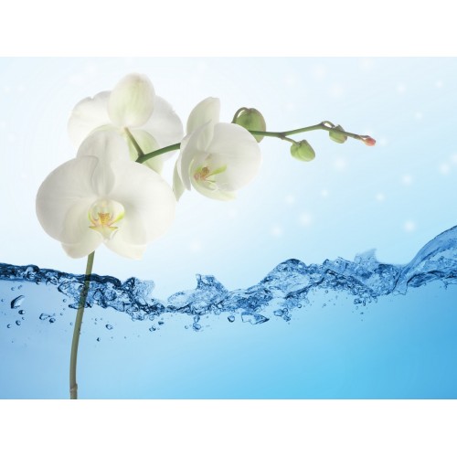 Белоснежные орхидеи в воде