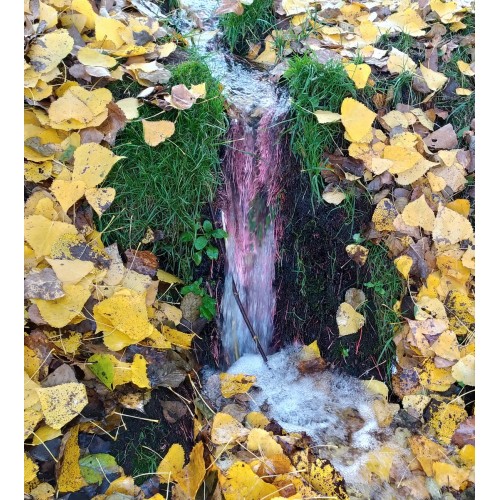 Фреска Осенние нотки леса