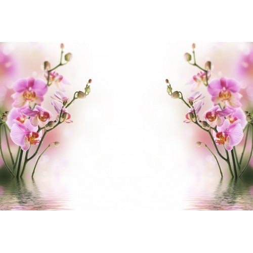 Чарующие малиновые орхидеи