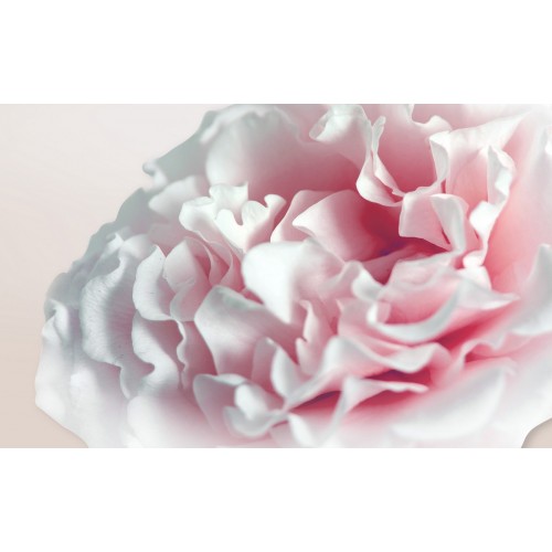 Фарфоровый пион