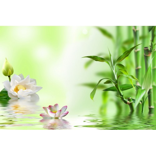 Кувшинки и бамбук