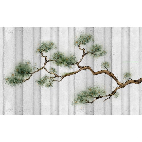 Ветки китайской сосны