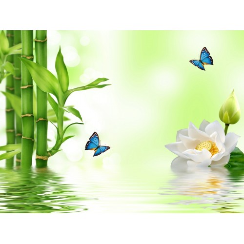 Водный лотос с бабочками