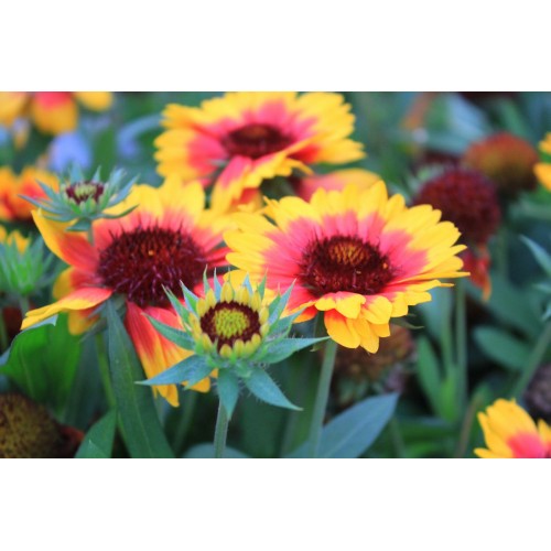 Фреска Редкие цветы