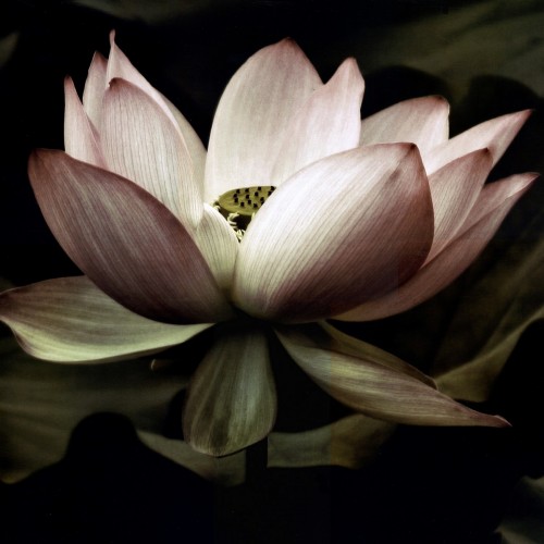 Ночной лотос