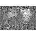 Фотообои CityArt "Черно-белые леопарды", CA0704, 300х200 см