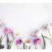 Фотообои Milan (Нежные тюльпаны), M 5109, 200х180 см