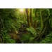 Фотообои CityArt "Лесной родник", CA4053, 400х270 см
