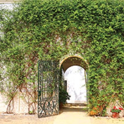 Бумажные фотообои П-12